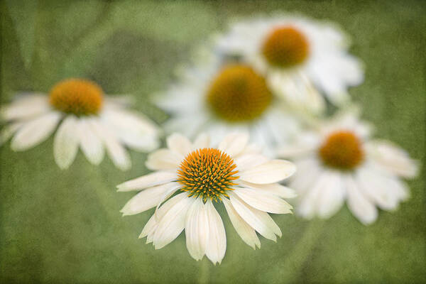 Coneflowers Art Print featuring the photograph White Coneflowers by Rebecca Cozart