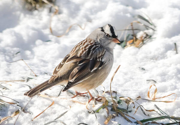 White-crowned Sparrow Art Print featuring the photograph White-Crowned Sparrow in the Snow by Holden The Moment
