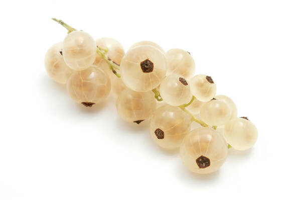 White Background Art Print featuring the photograph White currant by Fabrizio Troiani