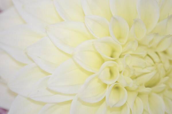 Dahlia Art Print featuring the photograph White Dahlia by Lena Photo Art