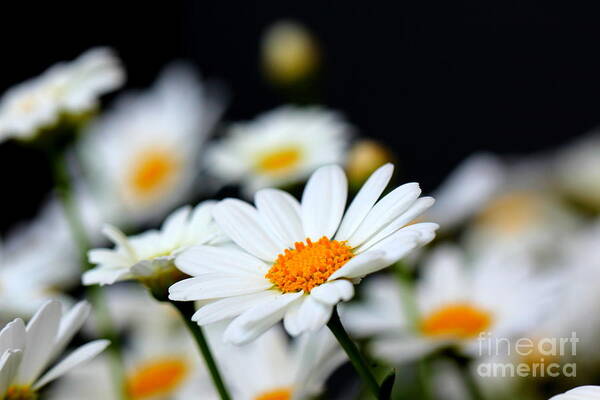 White Art Print featuring the photograph White Daisies 2 by Amanda Mohler