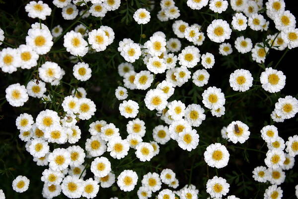 Daisies Art Print featuring the photograph White Daisys by Jean Walker
