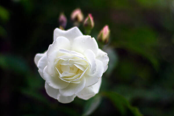 Beautiful Art Print featuring the photograph White Dawn Rose by Michael Russell