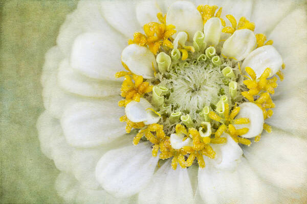 White Zinnia Flower Art Print featuring the photograph White Elegance by Marina Kojukhova
