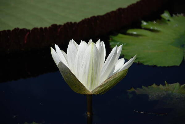 Water Art Print featuring the photograph White Flower Growing Out of Lily Pond by Jennifer Ancker