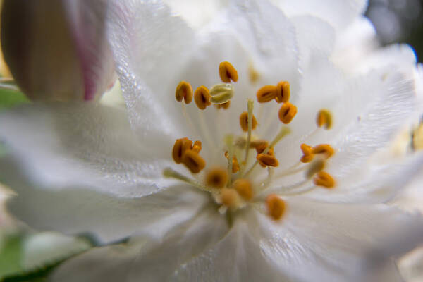 Jay Stockhaus Art Print featuring the photograph White Flower by Jay Stockhaus