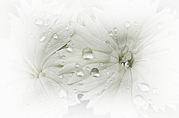 Sweet Williams Art Print featuring the photograph White Flowers an Rain Drops by Sheri McLeroy