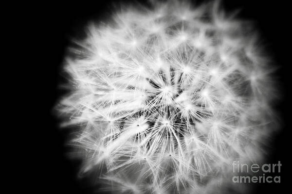 White Fluffy Dandelion Flower Black And White Nature Fine Art Photography Art Print featuring the photograph White Fluffy Dandelion by Jerry Cowart