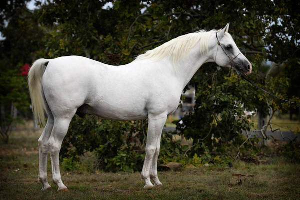 Stallion Art Print featuring the digital art White Horse 11 by Janice OConnor