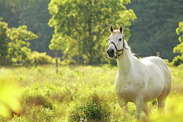 Horse Art Print featuring the photograph White Horse On Golden Field by B.e. Mcgowan Photography