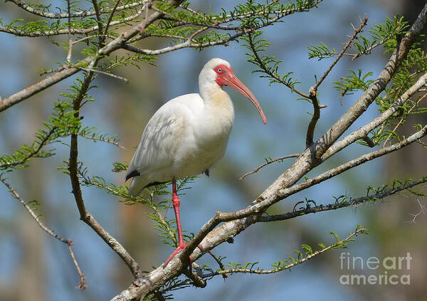Ibis Art Print featuring the photograph White Ibis With Bleeding Colors by Kathy Baccari