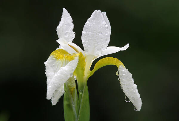 White Art Print featuring the photograph White Iris by Juergen Roth