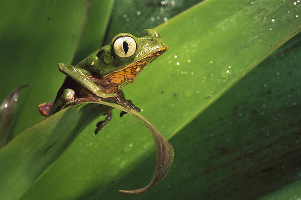 Feb0514 Art Print featuring the photograph White-lined Leaf Frog Amazonian Ecuador by Pete Oxford