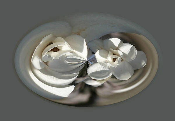 Flowers Art Print featuring the photograph White Magnolia Series 511 by Jim Baker