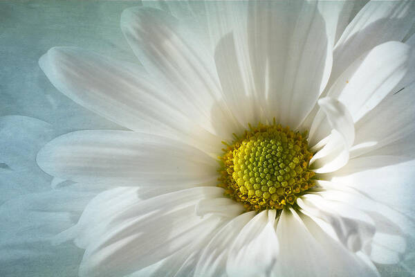 White Daisy Flower Art Print featuring the photograph White Melody by Marina Kojukhova