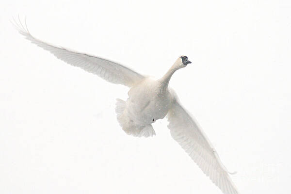 Photography Art Print featuring the photograph White on White by Larry Ricker