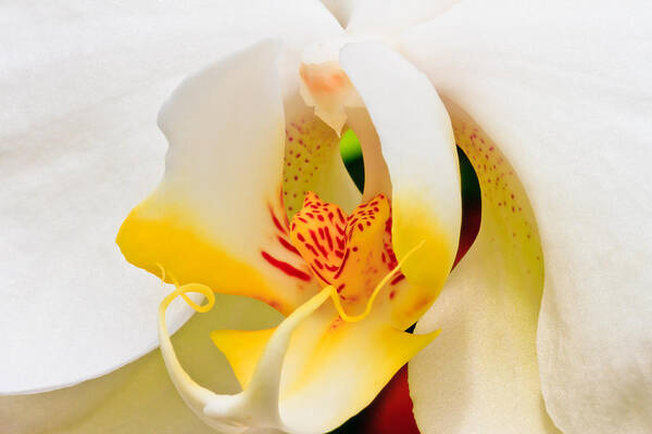 Orchid Art Print featuring the photograph White Orchid by Ben Graham