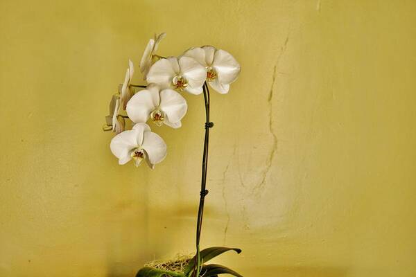White Orchids Art Print featuring the photograph White Orchids by Jean Goodwin Brooks