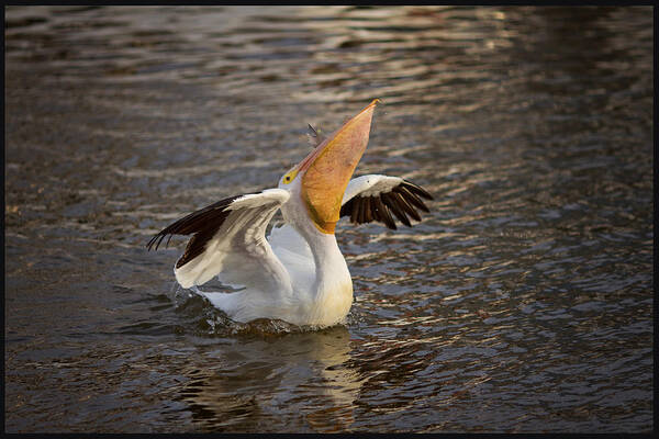 White Pelican Galveston Texas Water Bird Waves Reflection Art Print featuring the photograph White Pelican by Sharon Jones