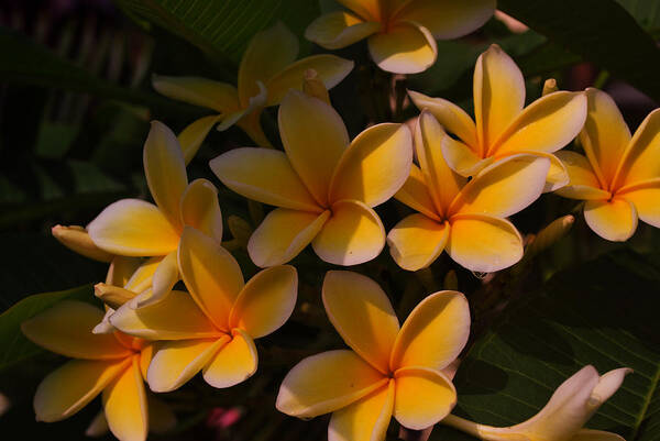 Tropical Garden Art Print featuring the photograph White Plumeria by Miguel Winterpacht