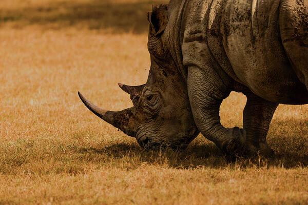 Rhino Art Print featuring the photograph White Rhino by Massimo Mei