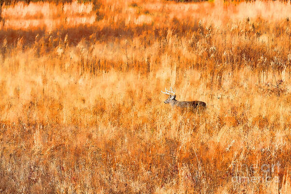 Whitetail Deer Art Print featuring the photograph White tail crossing golden field by Dan Friend