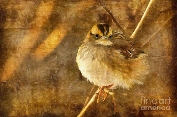 Sparrow Art Print featuring the photograph White Throated Sparrow by Lois Bryan