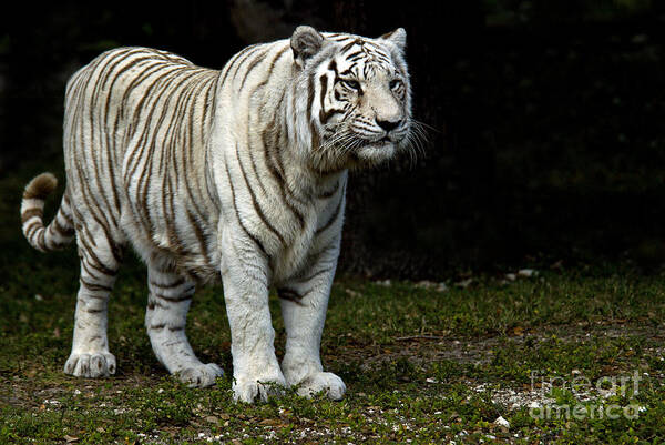 White Tiger Art Print featuring the photograph White Tiger by Mark Newman