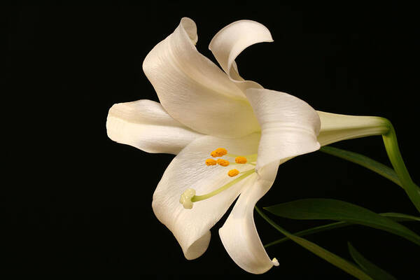 Lily Art Print featuring the photograph White Trumpet by Doug Norkum