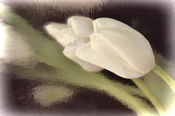 Flower Art Print featuring the photograph White Tulip Reflected in Misty Water by Phyllis Meinke