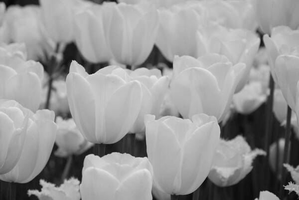 Tulip Art Print featuring the photograph White Tulips B/w by Jennifer Ancker