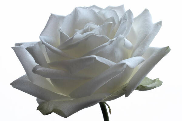 White Flowers Art Print featuring the photograph White Wedding Rose. by Terence Davis