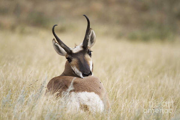 Antelope Art Print featuring the photograph Who You Looking At by Steve Triplett