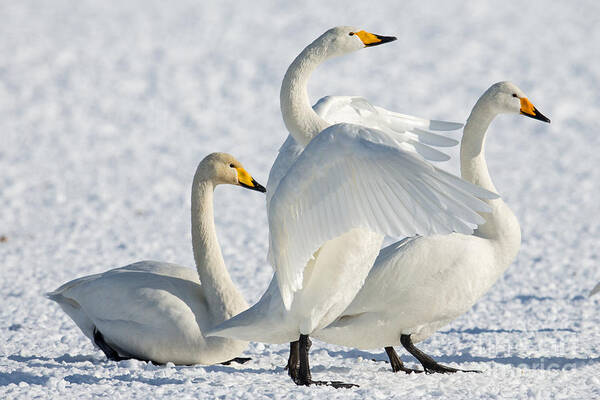 Swans Art Print featuring the photograph Whooper Swans by Natural Focal Point Photography