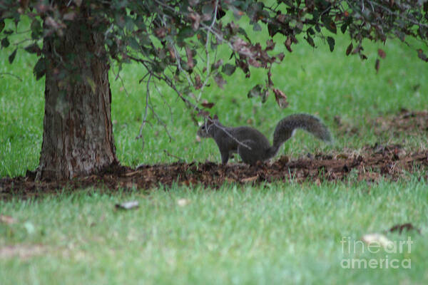 Wildlife Art Print featuring the photograph Whos Got My Nuts by Charles Cook