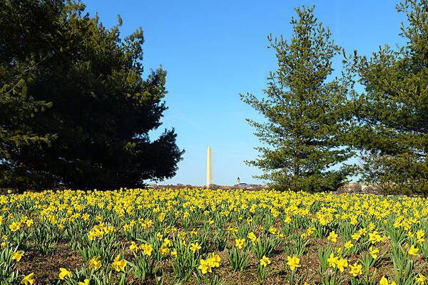 Metro Art Print featuring the photograph Who's Ready For Spring by Metro DC Photography