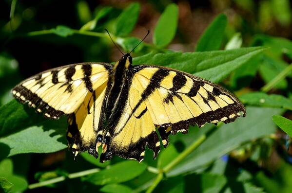 Butterfly Art Print featuring the photograph Wild Butterfly by Stephanie Bland