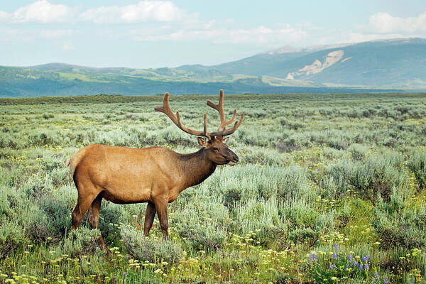 Grass Art Print featuring the photograph Wild Elk In Grand Teton National Park by Nancy Rose