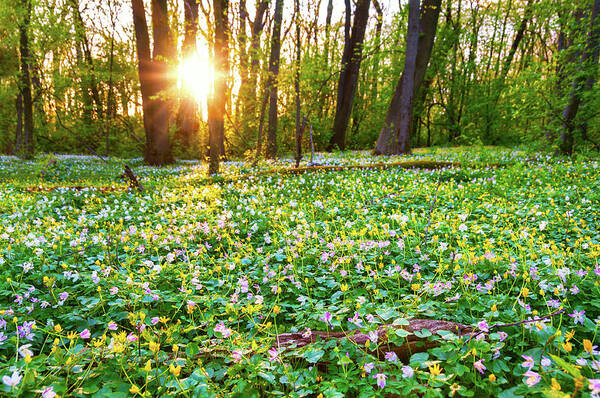 Hardwood Tree Art Print featuring the photograph Wild Flowers In Evening Light by Martin Wahlborg