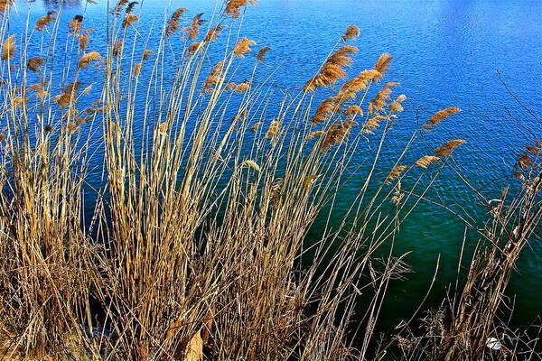 Landscape Art Print featuring the photograph Wild Grass by Felix Zapata