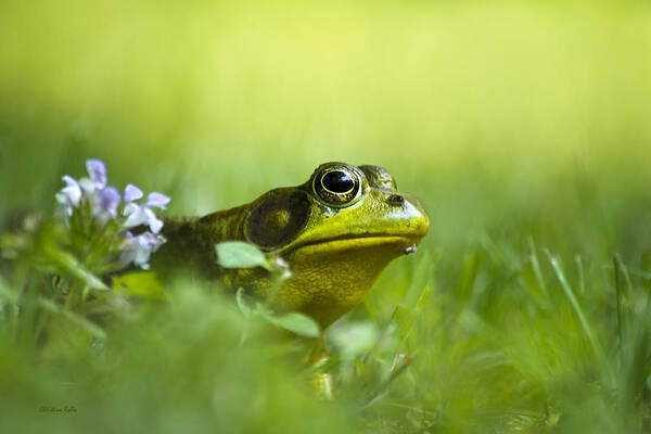 Frogs Art Print featuring the photograph Wild Green Frog by Christina Rollo