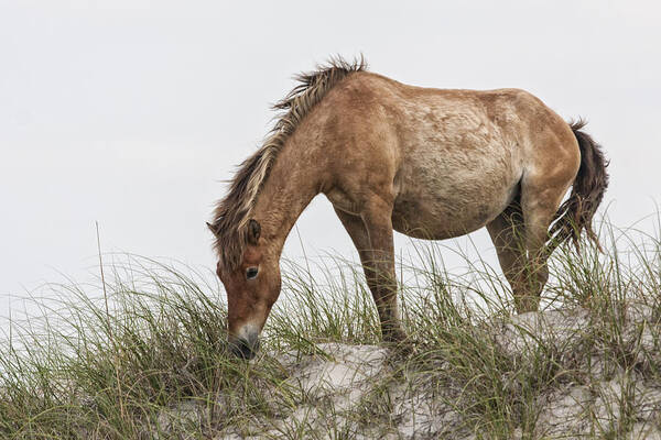 Wild Art Print featuring the photograph Wild Horse Mare on Sand Dune by Bob Decker