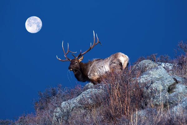 Elk Art Print featuring the photograph Wild Moon by Shane Bechler