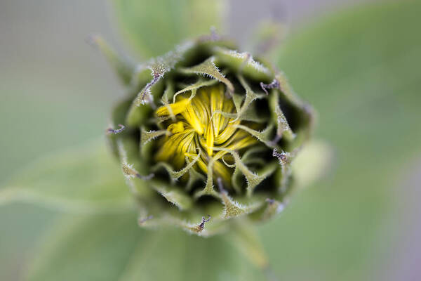 Autumn Art Print featuring the photograph Wild Sunflower Bud by Jakub Sisak