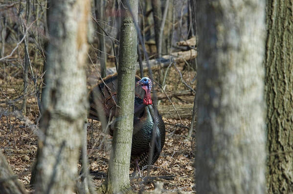 Wild Turkey Art Print featuring the photograph Wild Turkey 1 by David Armstrong