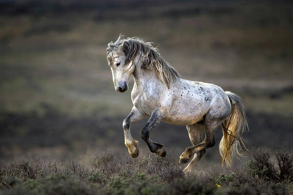 Horse Art Print featuring the photograph Wild Wild West by 