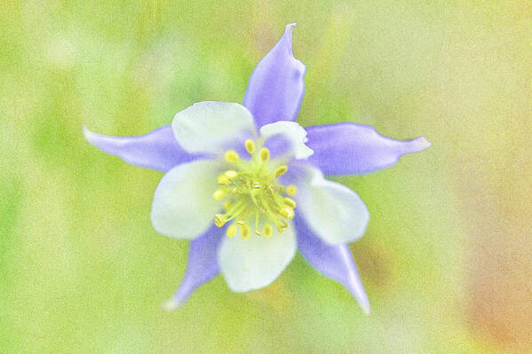 Columbine Art Print featuring the photograph Colorado Columbine by Jerry Nettik