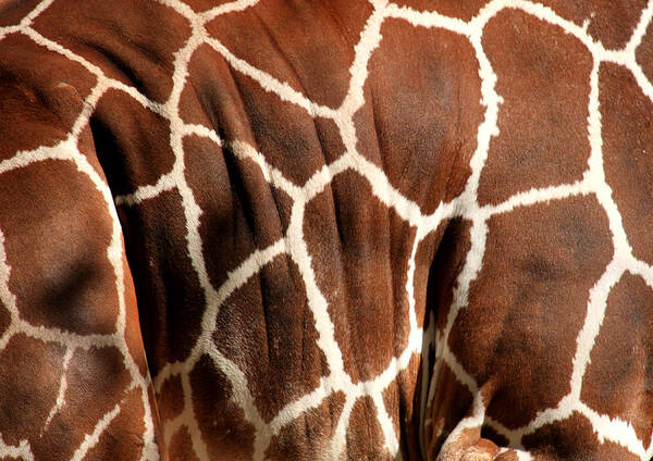 Giraffe Art Print featuring the photograph Wildlife Patterns by Aidan Moran