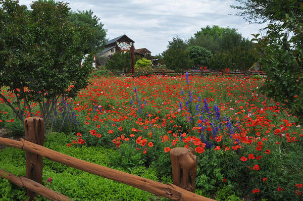 Wildflowers Art Print featuring the photograph Wildseed Farms by Lynn Bauer