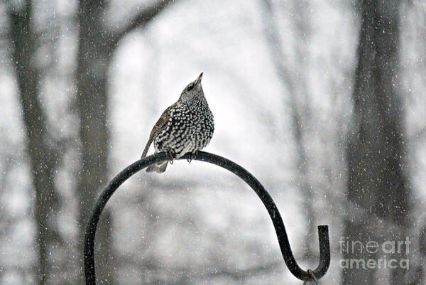 Will This Snow Ever Stop Starling In Winter Print Art Print featuring the photograph Will this snow ever stop Starling by Lila Fisher-Wenzel
